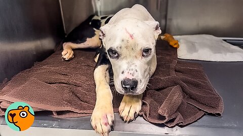Dog Learns To Trust People After What Happened To Him | Cuddle Buddies