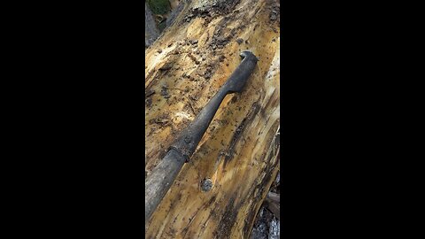 Antique Bark Spud in action