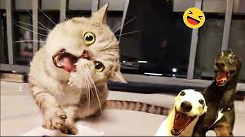 🐕🐈 Get Ready to Laugh! Best Moments of Funny Cats and Dogs