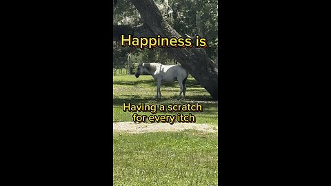 Happiness is having a scratch for every itch, just ask Pegasus.