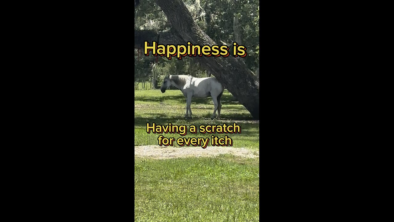 Happiness is having a scratch for every itch, just ask Pegasus.