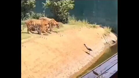 A crane flew into a tiger enclosure in China… And instantly regretted its life choices.
