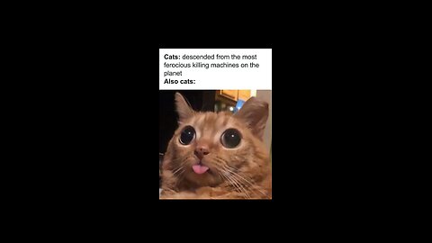 Cats: Chariots of the Gods? 😂🤷‍♂️🐈