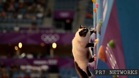 Cat In Olympics
