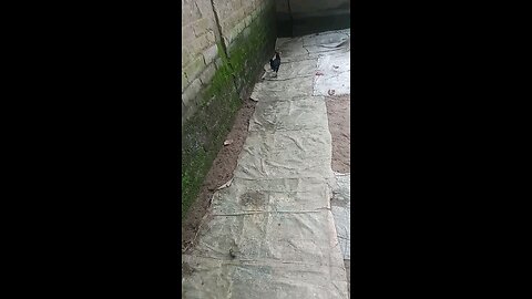 Hens walk