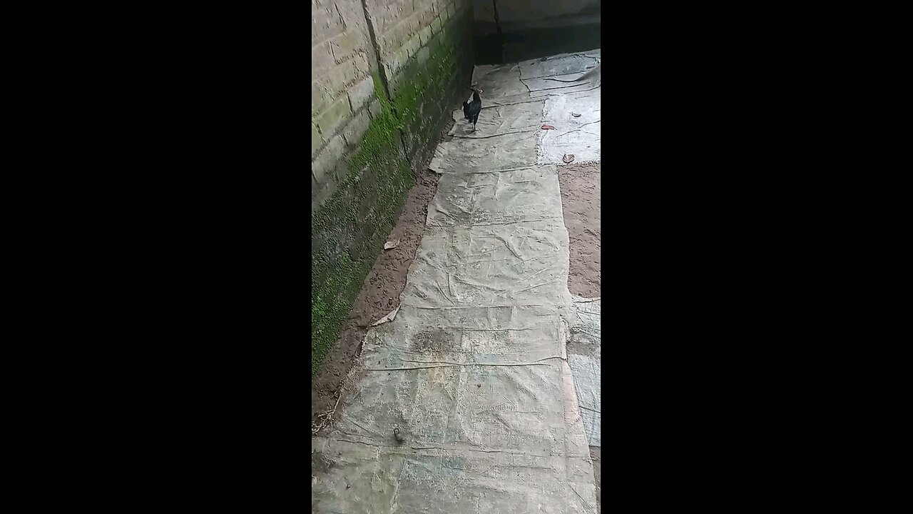 Hens walk