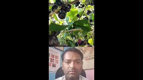 क्या शुगर में जामुन खा सकते हैं ।