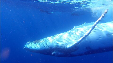 Massive humpback whale bull sings as he greets delighted swimmers