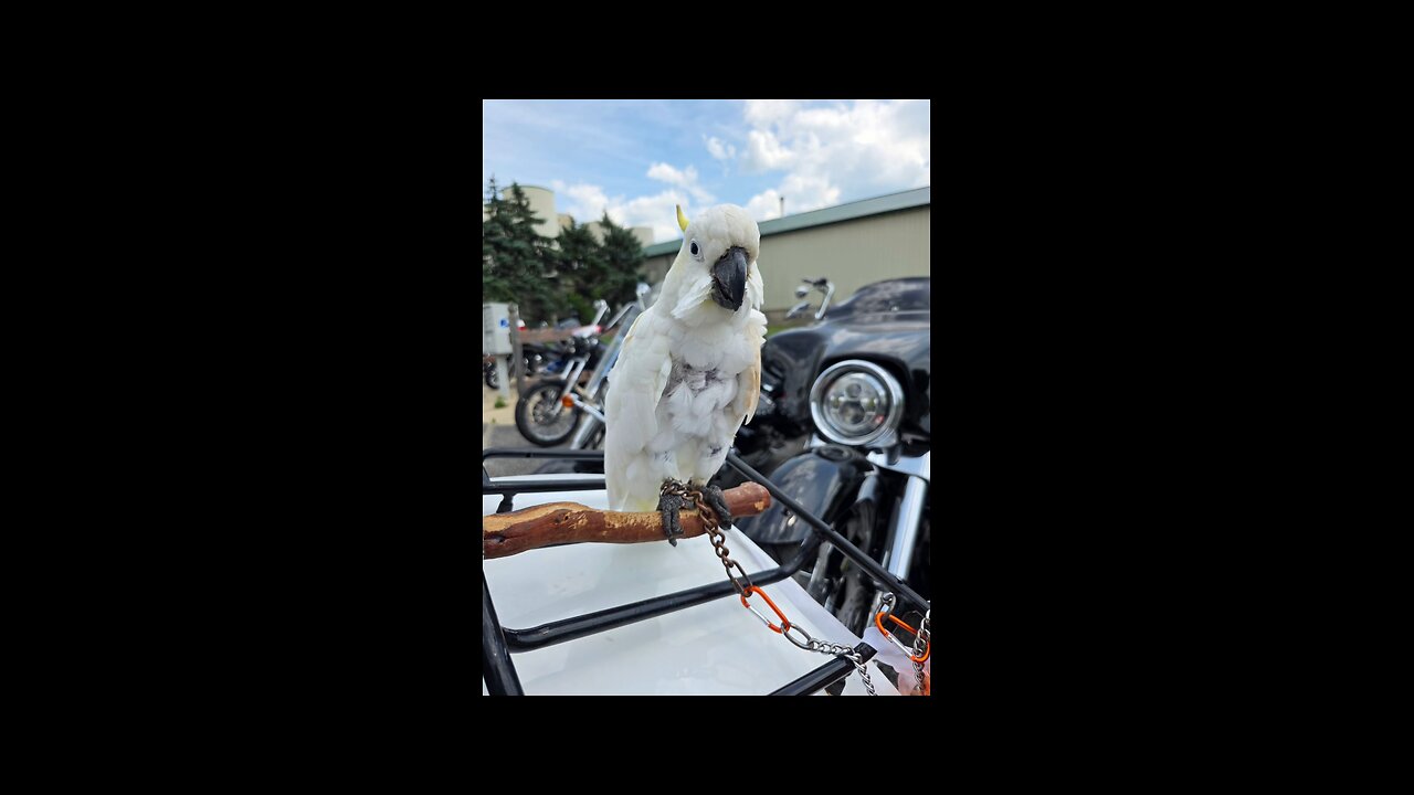 #CSCHATERMADEINDUSTRIES