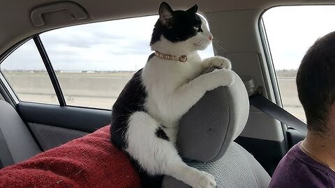 Funniest Cats of The Year 2025