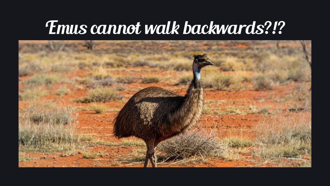 Fun Fact for May 5th 2025 Pt 2