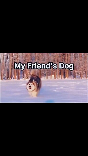 My Friend's Dog… Then There's My Dog