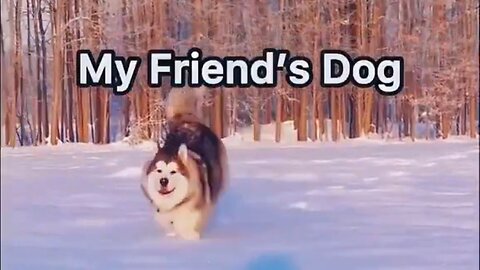 My Friend's Dog… Then There's My Dog