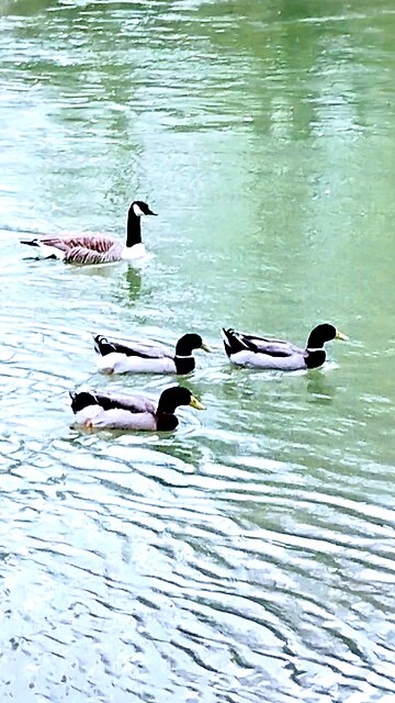 Ducks & a goose swimming