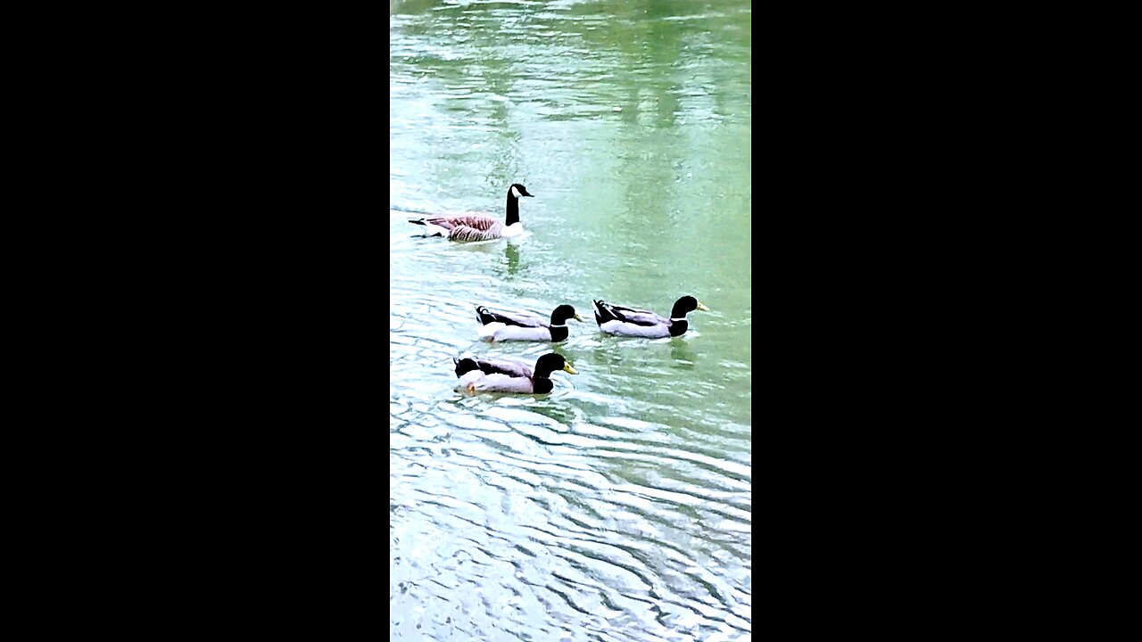 Ducks & a goose swimming