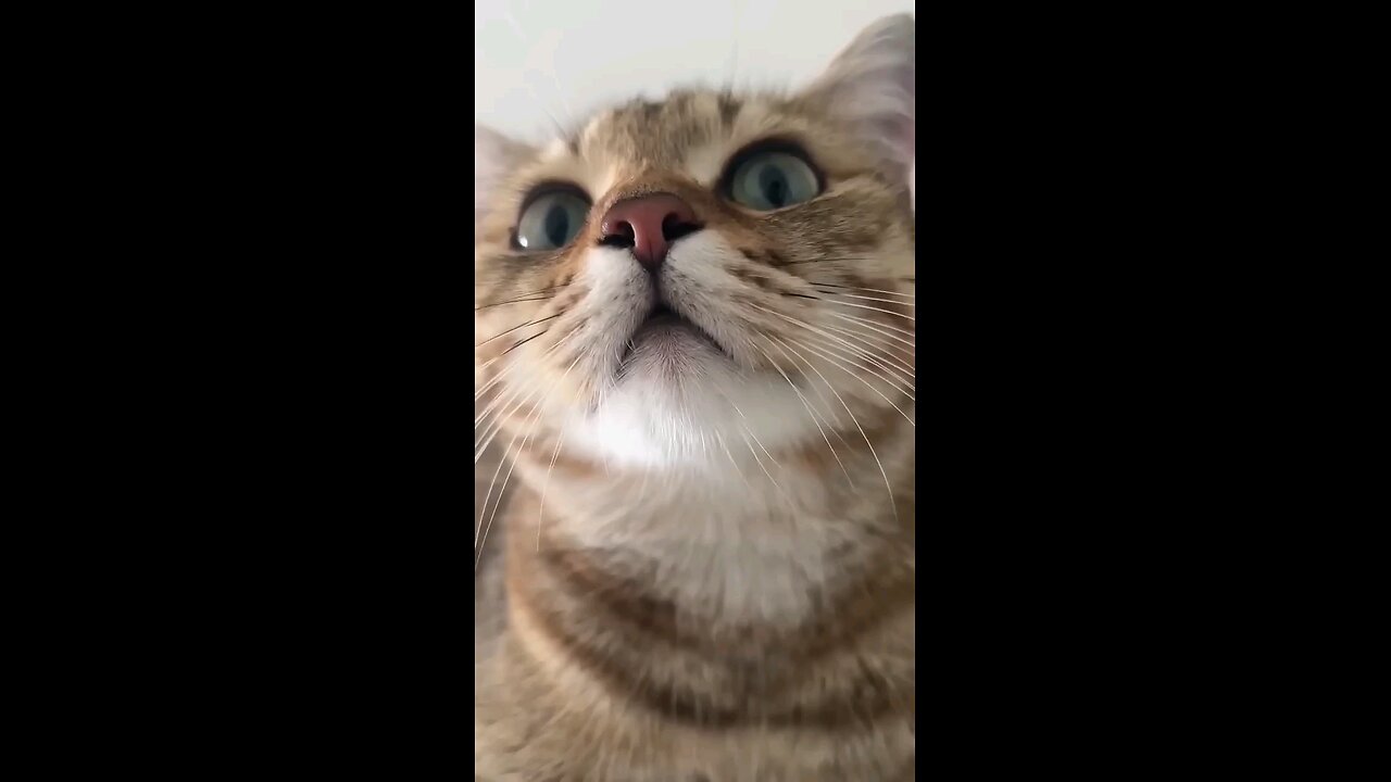 ✨️Beautiful💘Cat💋Meow