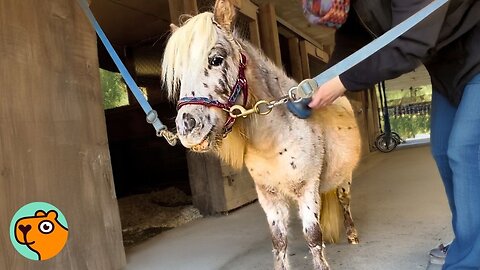 Tiny Horse Hops Like A Bunny. His Arrival Shocked Everyone | Cuddle Buddies 
