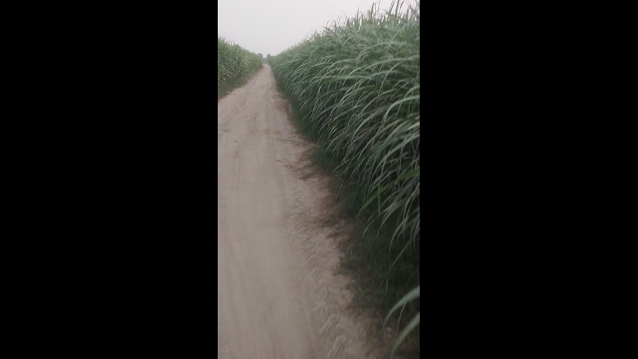 danger crops ride