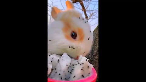 Cute Rabbit 🐰 eating 🍓