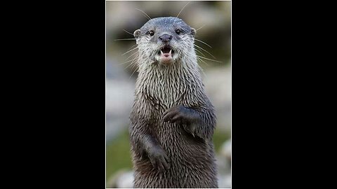 Cute otter catching things 😀