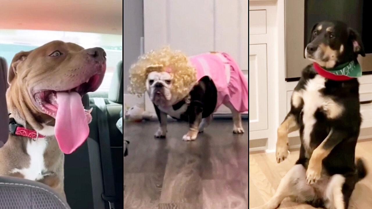 When Your Dog Forgets How to Dog