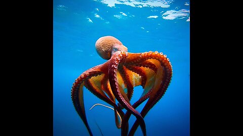 Octopus