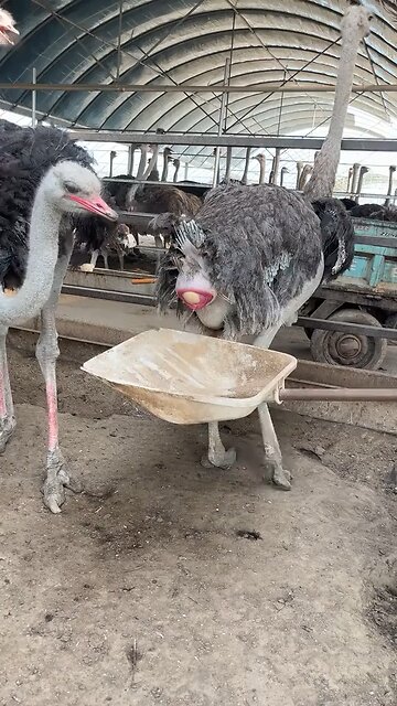 Ostrich laying egg