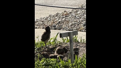 Baby Burrowing Owls Day 5 | 4K