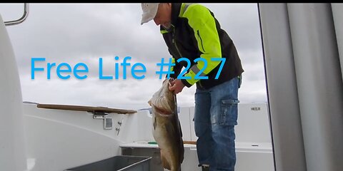Free Life #227