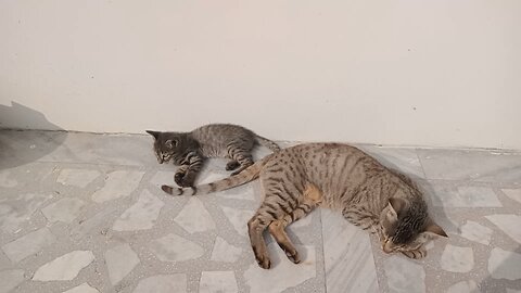 😺 cat - Mother and daughter 😊 😺