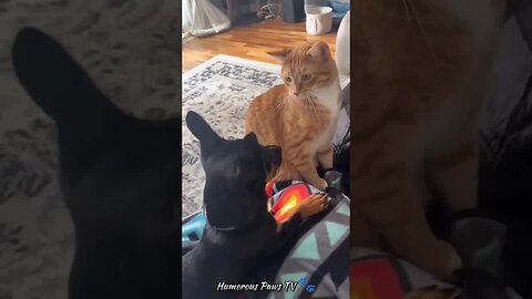 Pet Humor Parade! 🐾😄
