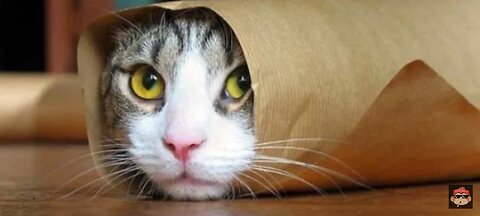 Crazy And Naughty Cats Funny moments