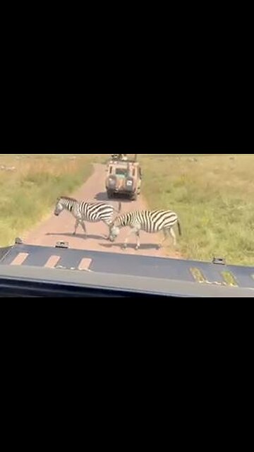 🐘 🐒 🐱 My Video Compilation - Tanzania (June 2025) 🐮 🐎 🐗