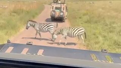 🐘 🐒 🐱 My Video Compilation - Tanzania (June 2025) 🐮 🐎 🐗