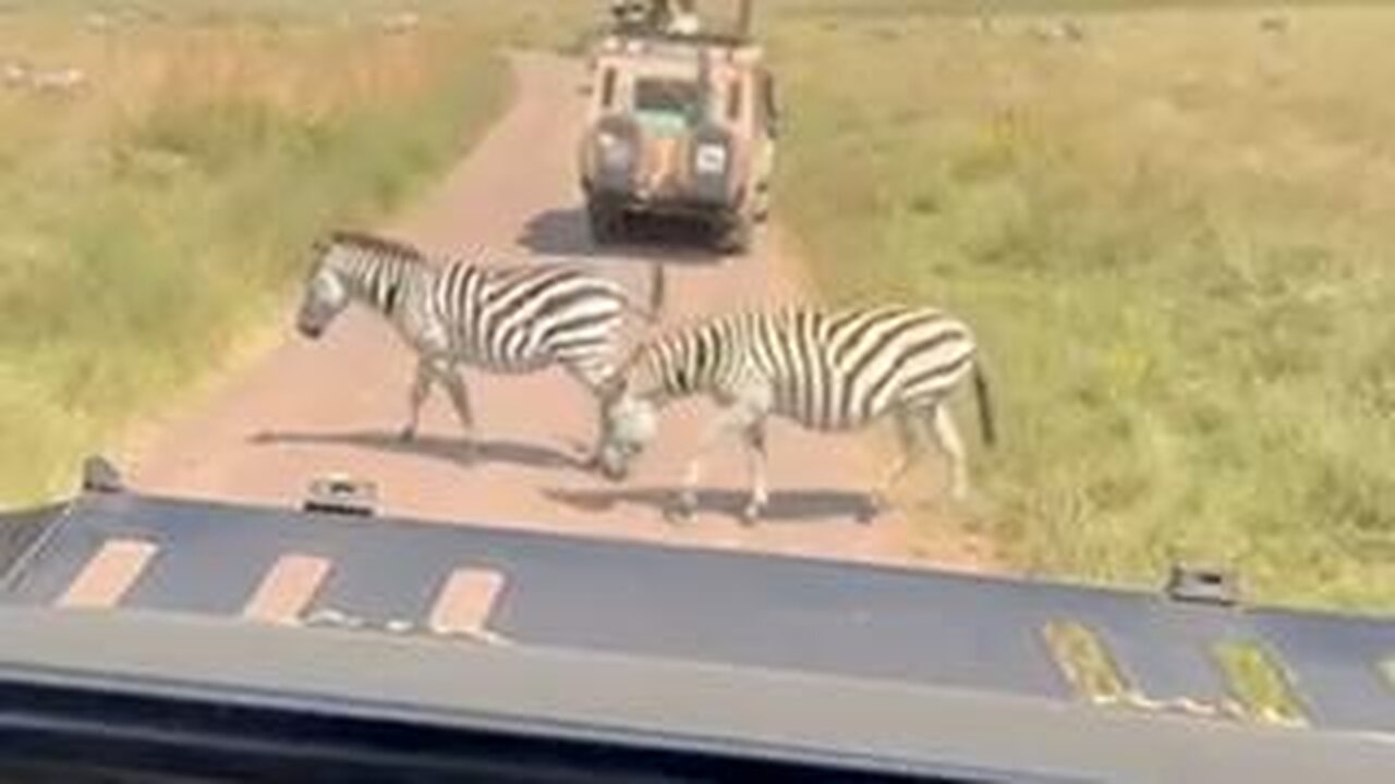 🐘 🐒 🐱 My Video Compilation - Tanzania (June 2025) 🐮 🐎 🐗