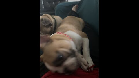 Nemo and Brownie
