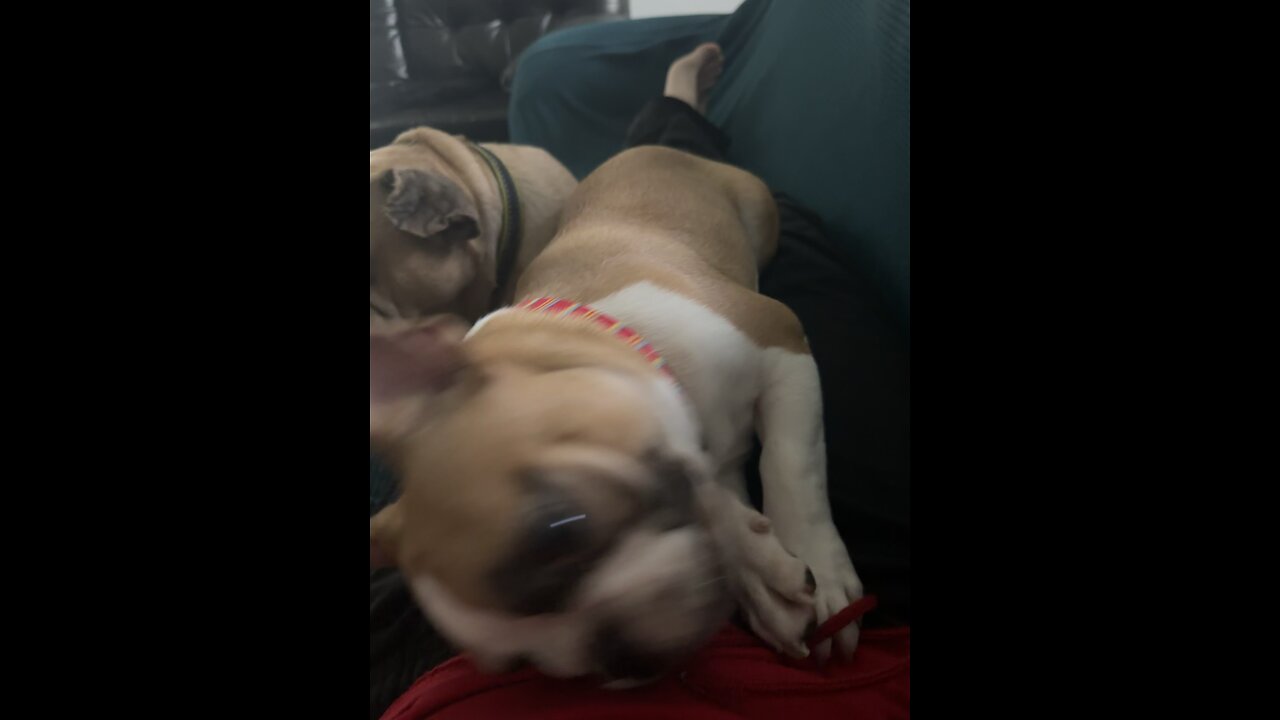Nemo and Brownie