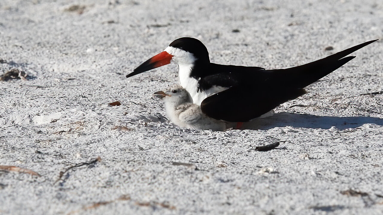 Day 13: Black Skimmer Chicks Hatch and Steal the Show!