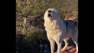 WOLF HOWL