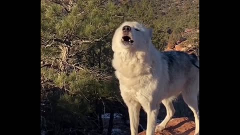 WOLF HOWL