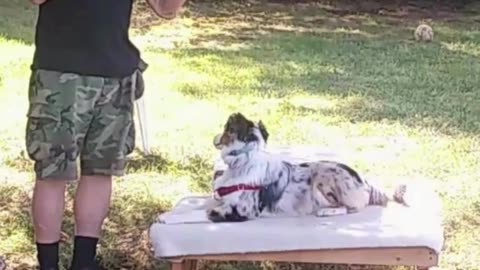Leash Handling Skills short 2b