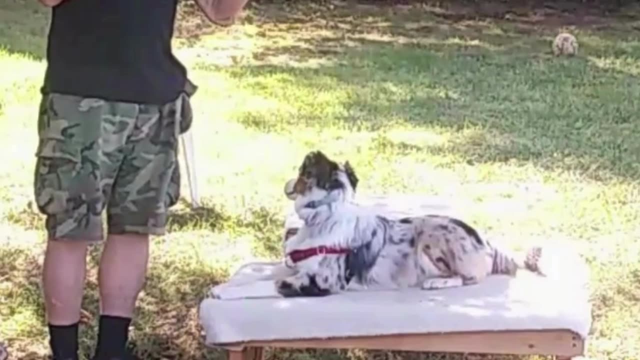 Leash Handling Skills short 2b