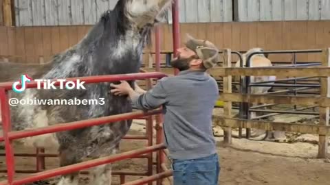 making a horse laugh