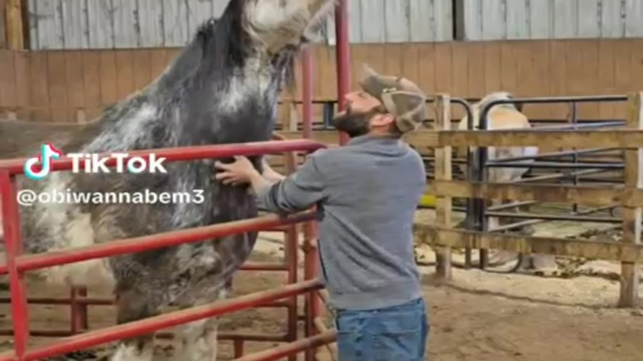 making a horse laugh
