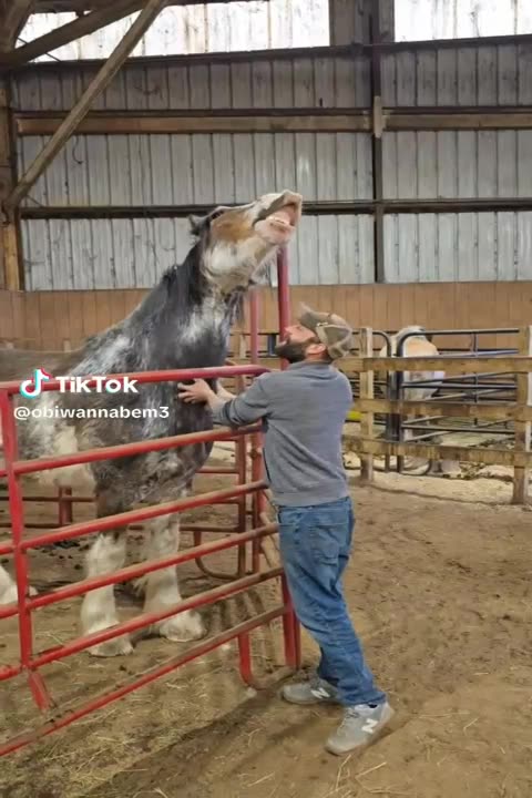 making a horse laugh