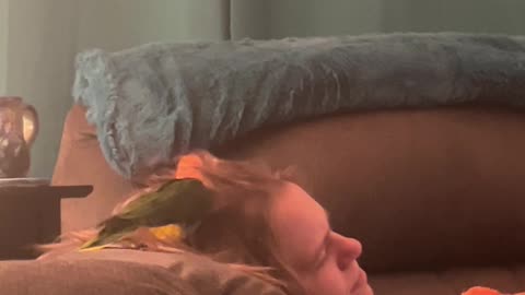 Yoshi the Parrot Hair Stylist Trying Her Best