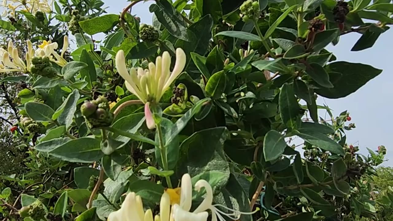 "54 Minute Version Noon 74F 78H