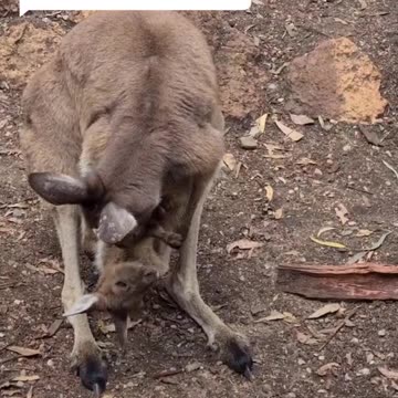 Kangaroo diaries only in Australia 🇦🇺