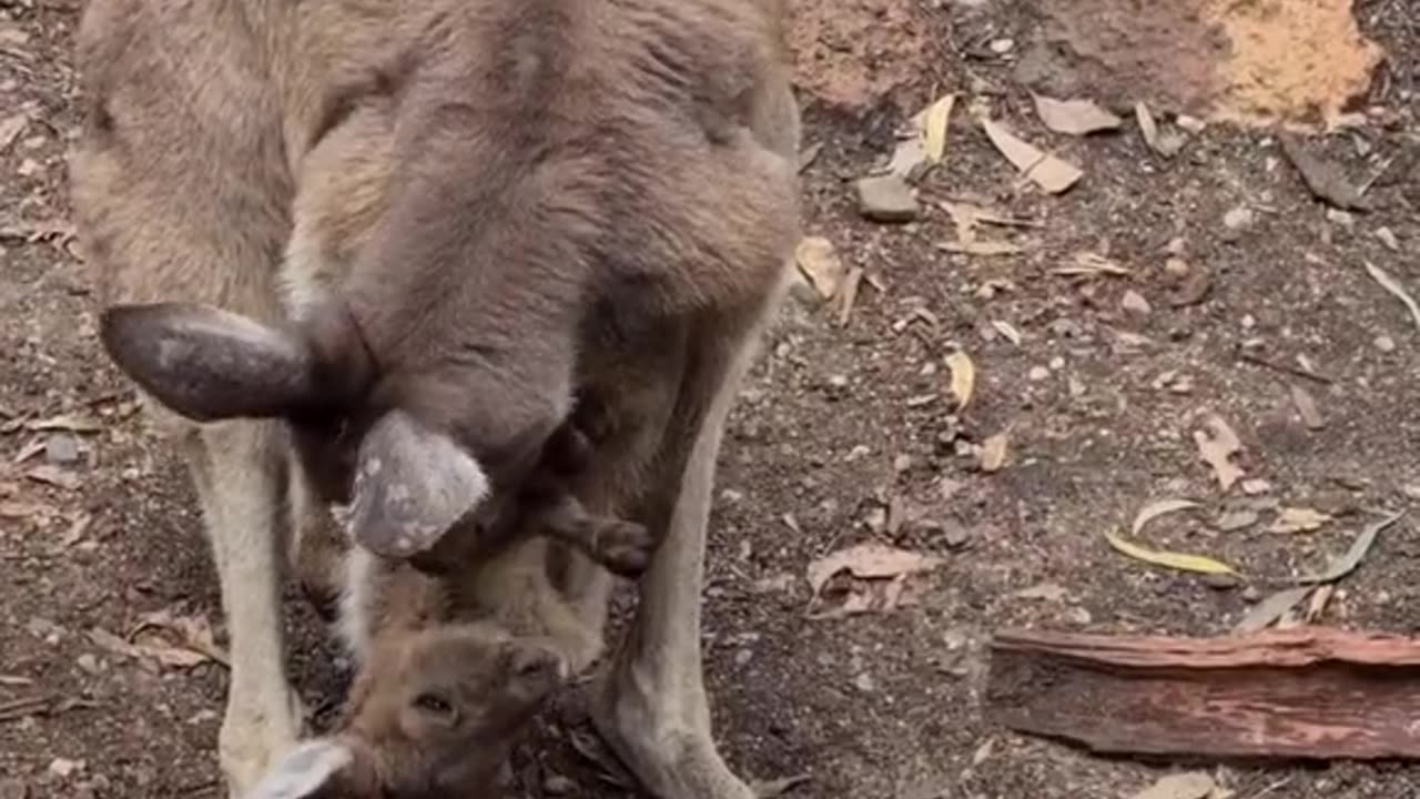Kangaroo diaries only in Australia 🇦🇺