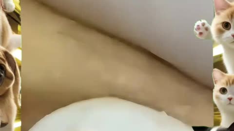 💥 Super Satisfying Skincare | Blackhead Removal ASMR 🤯 Deep Pore Cleansing Therapy!